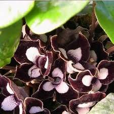 Attēlu rezultāti vaicājumam “Asarum europaeum flower”