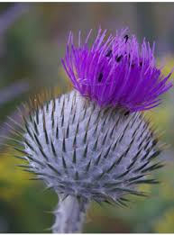 Image result for Onopordum acanthium