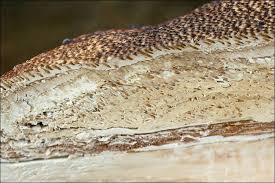 Attēlu rezultāti vaicājumam “Dichomitus campestris”