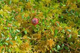 Attēlu rezultāti vaicājumam “Oxycoccus leaf”