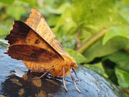 Attēlu rezultāti vaicājumam “Ennomos autumnaria”