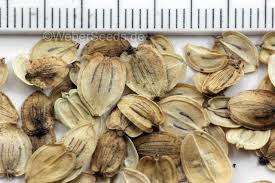 Attēlu rezultāti vaicājumam “Heracleum sphondylium subsp. sibiricum fruit”