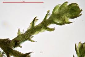 Attēlu rezultāti vaicājumam “Cephaloziella hampeana”