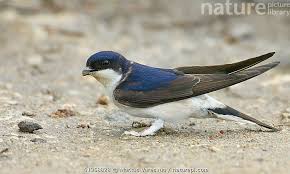 Attēlu rezultāti vaicājumam “Delichon urbicum”