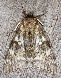 Attēlu rezultāti vaicājumam “Catocala fraxini”