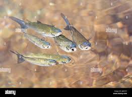 Image result for Chelon saliens