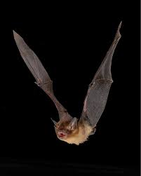 Attēlu rezultāti vaicājumam “Rhopalus maculatus imago”