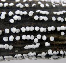 Attēlu rezultāti vaicājumam “Didymium clavus spores”
