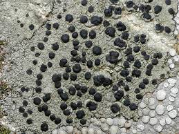 Attēlu rezultāti vaicājumam “Lecidella elaeochroma”