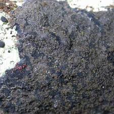 Attēlu rezultāti vaicājumam “Parmeliella triptophylla”