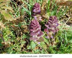 Attēlu rezultāti vaicājumam “Ajuga pyramidalis leaf”