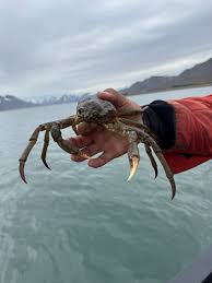 Image result for Chionoecetes opilio