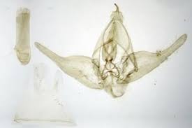 Attēlu rezultāti vaicājumam “Chloroclystis v-ata”