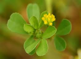 Attēlu rezultāti vaicājumam “Trifolium dubium leaf”