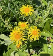 Image result for Inula helenium