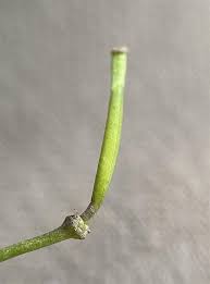 Attēlu rezultāti vaicājumam “Diplotaxis tenuifolia bud”