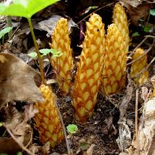 Attēlu rezultāti vaicājumam “Philonotis marchica sporophyte”