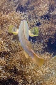 Image result for Labrus bergylta