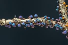 Attēlu rezultāti vaicājumam “Lamproderma columbinum”