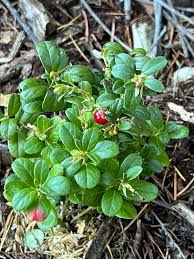 Attēlu rezultāti vaicājumam “Vaccinium vitis-idaea fruit”