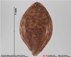 Attēlu rezultāti vaicājumam “Heterotrichia oerstedii (syn. Arcyria oerstedii) stalked”