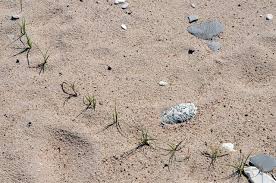 Attēlu rezultāti vaicājumam “Carex arenaria”