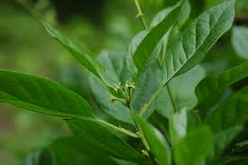 Attēlu rezultāti vaicājumam “Celastrus flagellaris”