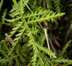 Image result for Tanacetum vulgare