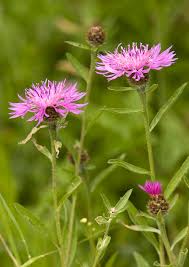 Image result for Centaurea nigra