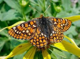 Attēlu rezultāti vaicājumam “Cribraria atrofusca macro”