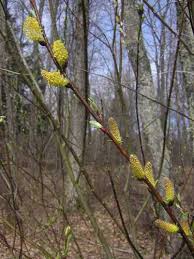 Attēlu rezultāti vaicājumam “Salix Vetrix”