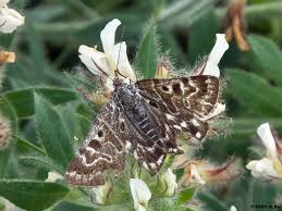 Attēlu rezultāti vaicājumam “Callistege mi”