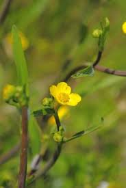 Attēlu rezultāti vaicājumam “Ranunculus flammula bud”