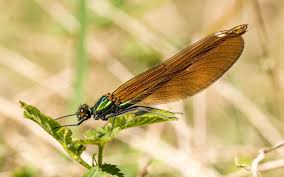 Attēlu rezultāti vaicājumam “Calopteryx virgo female”