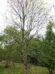 Attēlu rezultāti vaicājumam “Fraxinus pennsylvanica”