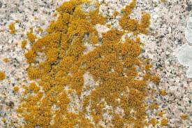 Attēlu rezultāti vaicājumam “Xanthoria candelaria”