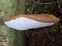 Attēlu rezultāti vaicājumam “Piptoporus betulinus”