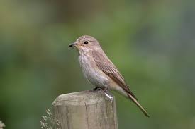 Attēlu rezultāti vaicājumam “Muscicapa striata adult”