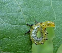 Attēlu rezultāti vaicājumam “Argidae larva”
