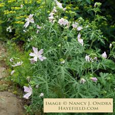 Attēlu rezultāti vaicājumam “Malva moschata flower”