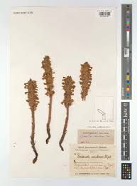 Attēlu rezultāti vaicājumam “Orobanche coerulescens”