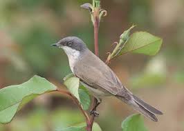 Attēlu rezultāti vaicājumam “Sylvia curruca”