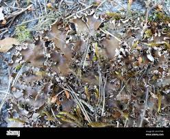 Attēlu rezultāti vaicājumam “Peltigera polydactylon”