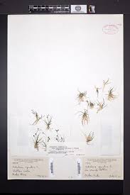 Attēlu rezultāti vaicājumam “Subularia aquatica”