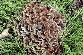 Image result for Podoscypha multizonata