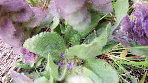 Attēlu rezultāti vaicājumam “Ajuga pyramidalis leaf”