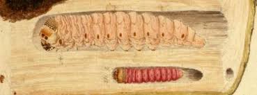 Attēlu rezultāti vaicājumam “Cossidae”