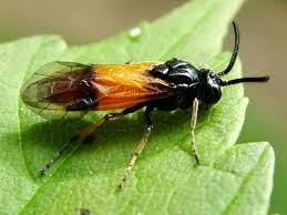 Attēlu rezultāti vaicājumam “Argidae larva”