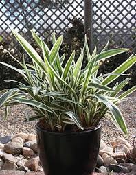 Attēlu rezultāti vaicājumam “Dianema nivale sessile”