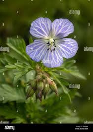 Attēlu rezultāti vaicājumam “Geranium pratense bud”